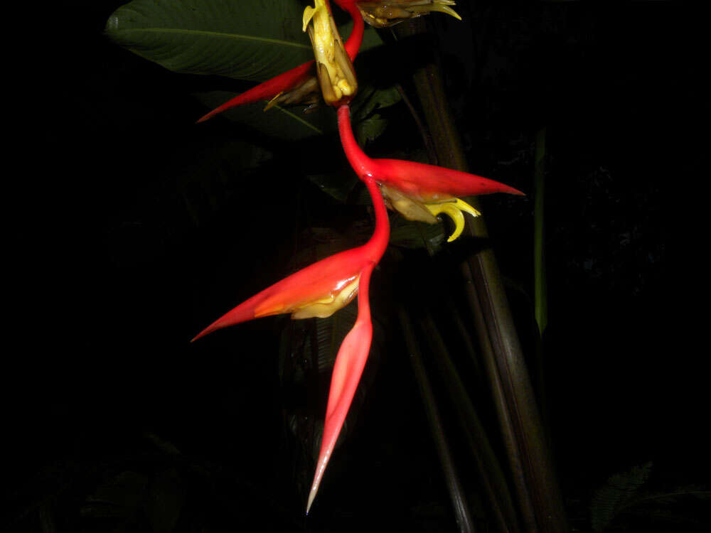 Image of Heliconia trichocarpa G. S. Daniels & F. G. Stiles