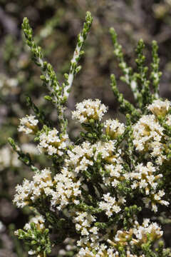 Image of Ozothamnus