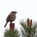Image of Striped Sparrow