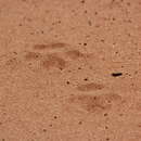 Image of Canus lupus dingo