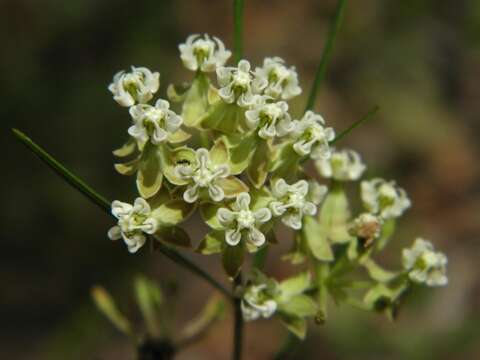 Image of whorled milkweed