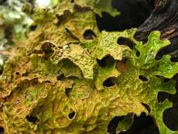 Image of lung lichen