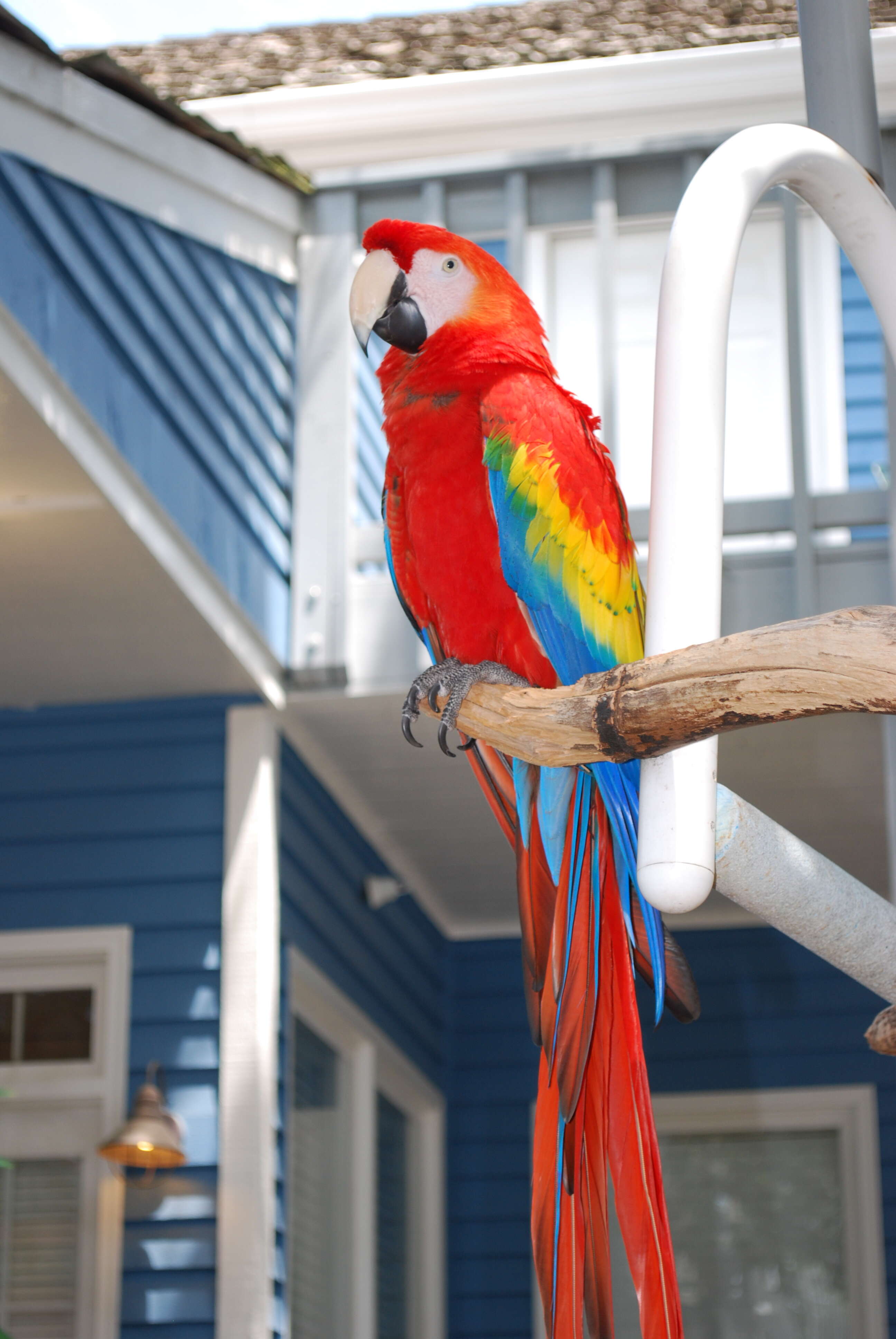 Image of macaws