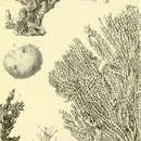 Image de Echinodictyum carlinoides (Lamarck 1814)