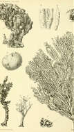 Image of Echinodictyum Ridley 1881