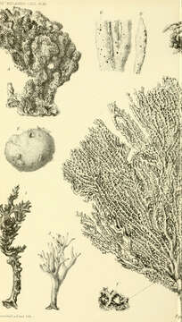 Image of Echinodictyum carlinoides (Lamarck 1814)