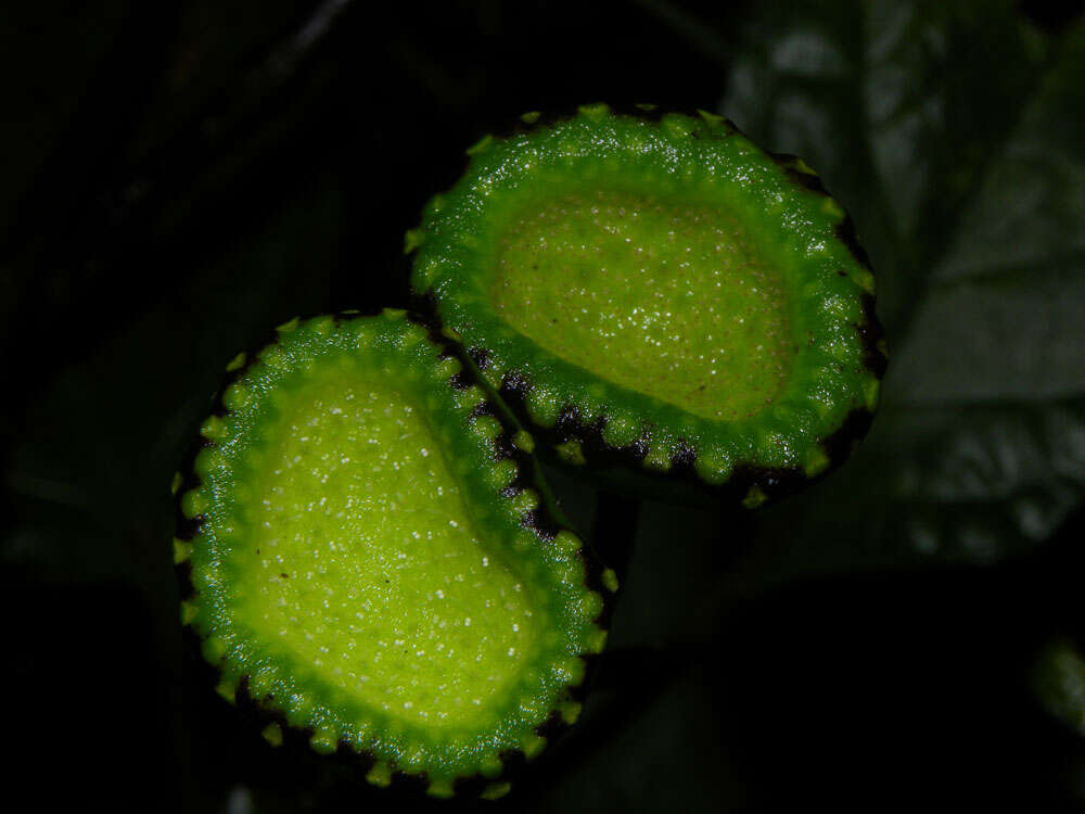 Image of Dorstenia choconiana S. Wats.