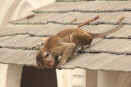 Image of macaques