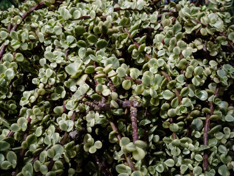 Image of portulacaria