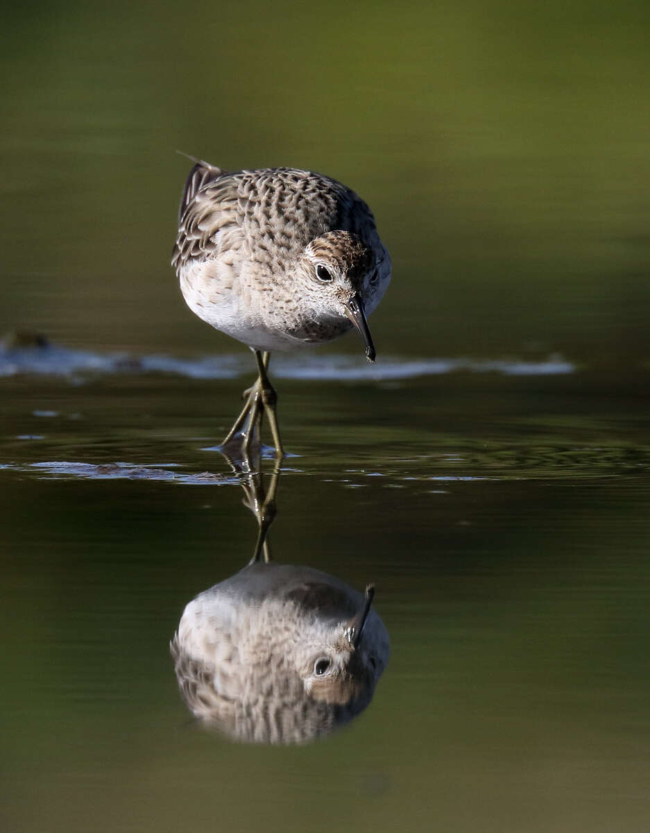 Image of Calidris Merrem 1804