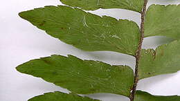 Imagem de Adiantum obliquum Willd.