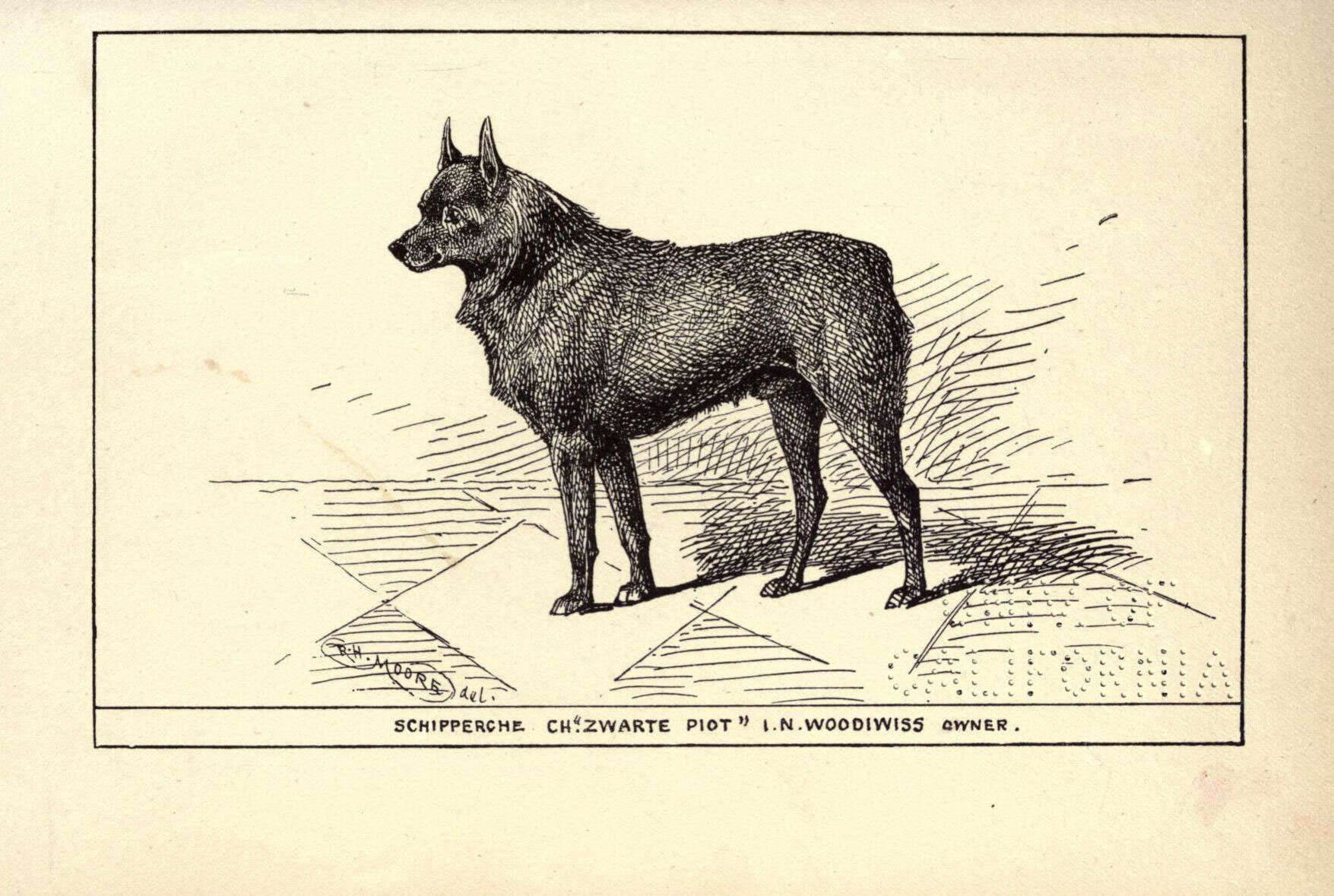 Image of gray wolf