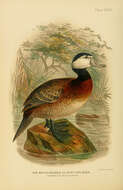 Image of White-headed Duck