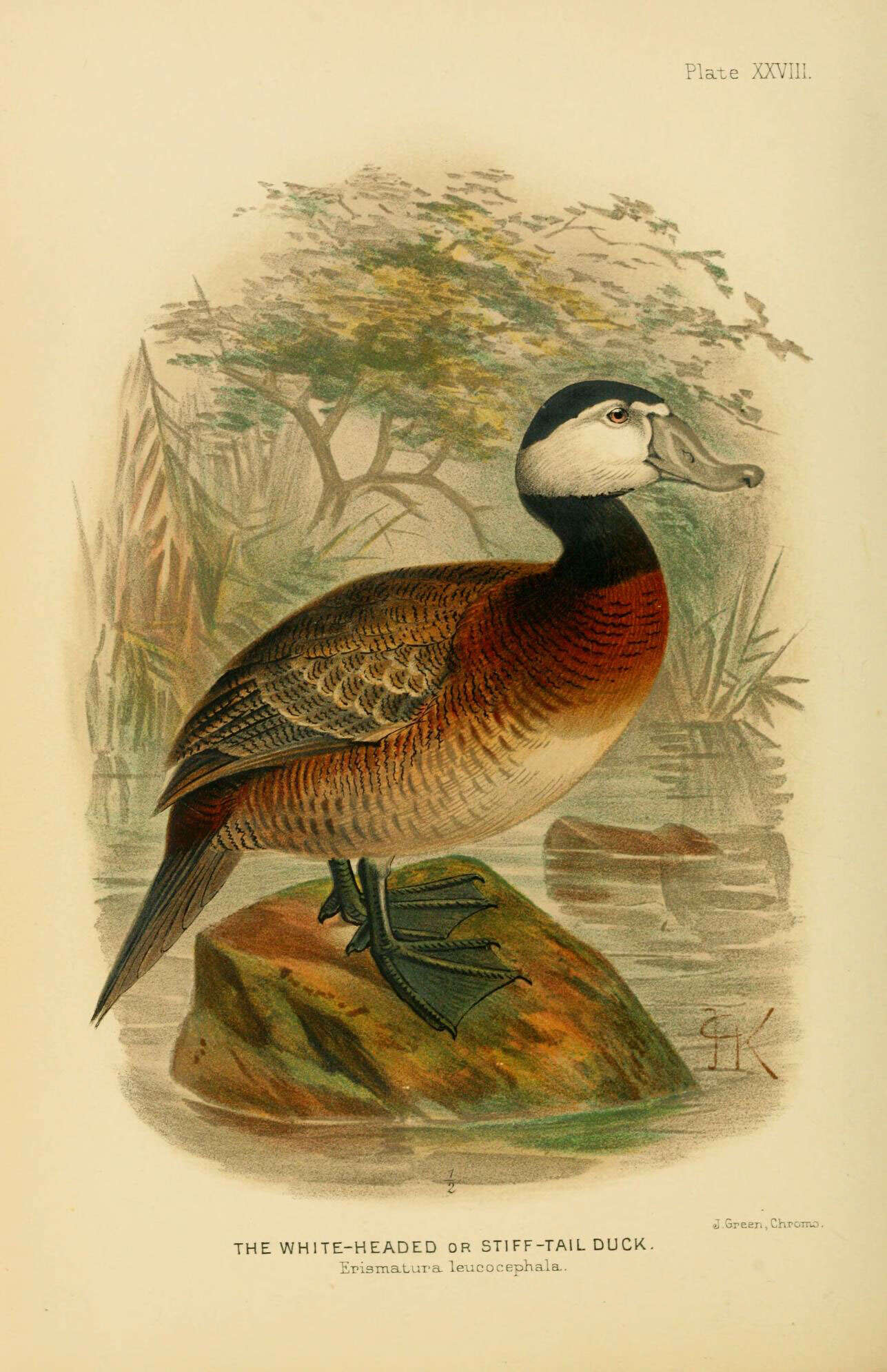 Image of Oxyura Bonaparte 1828