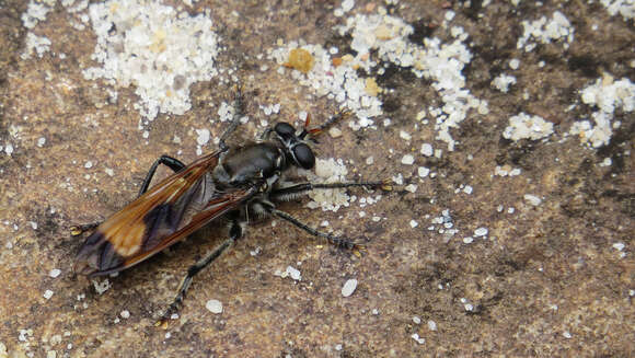 Image of Orthogonis ornatipennis (Macquart 1850)