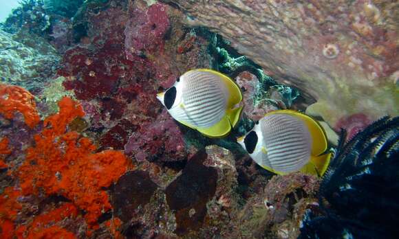 Image of Bantayan Butterflyfish