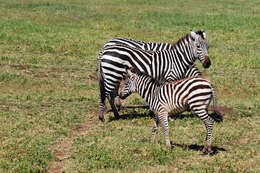 Image of zebra