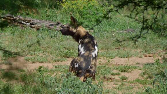 Imagem de Cão-caçador-africano