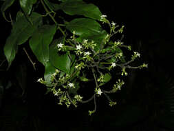 Imagem de Tournefortia glabra L.