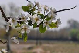 Image of European Pear