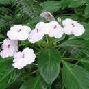 Image of Impatiens