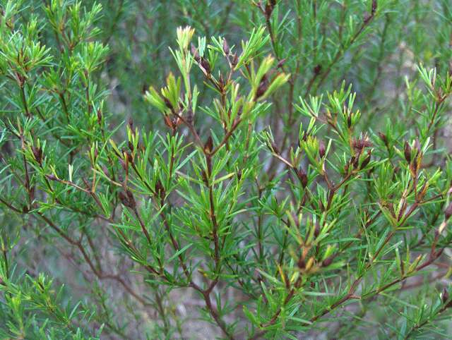 Sivun Hypericum fasciculatum Lam. kuva