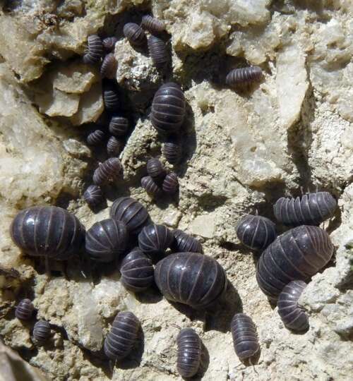 Image of Armadillidae