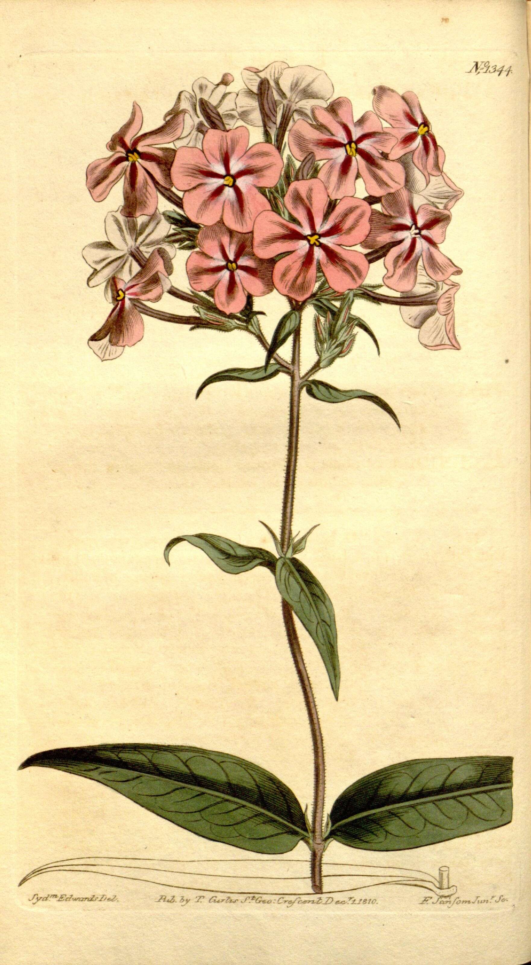 Image of thickleaf phlox