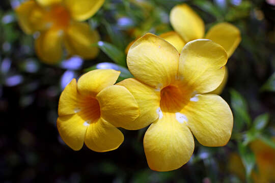 Image of Golden Trumpet or Buttercup Flower