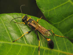 Image of mud daubers