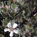 Sivun Leptospermum glaucescens S. Schauer kuva