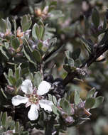 Sivun Leptospermum glaucescens S. Schauer kuva