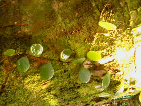 Plancia ëd Bulbophyllum drymoglossum Maxim.