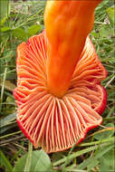 Image of waxcaps (fungi)