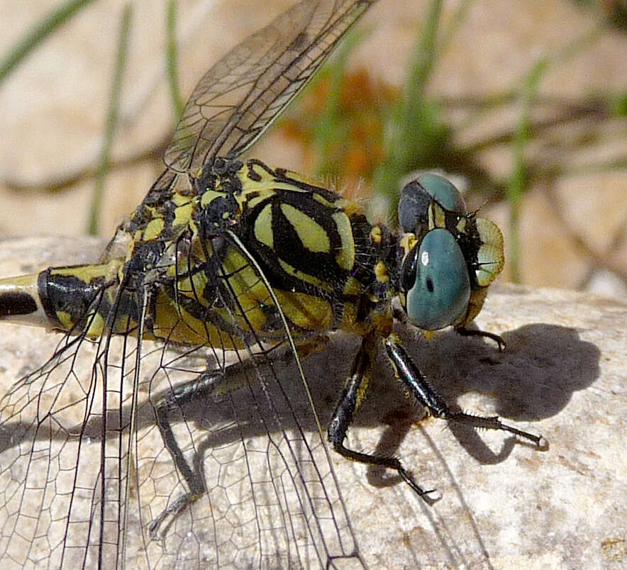 Imagem de Onychogomphus Selys 1854