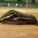 Image of Labyrinthine Ghost Moth