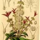 Image of Acrophyllum australe (A. Cunn.) R. D. Hoogland