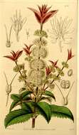 Image of Acrophyllum