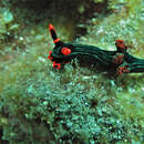 Image of Dusky green spot orange gill black slug