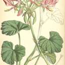 Image of Pelargonium endlicherianum Fenzl