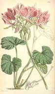 Слика од Pelargonium endlicherianum Fenzl