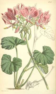 Image of Pelargonium endlicherianum Fenzl