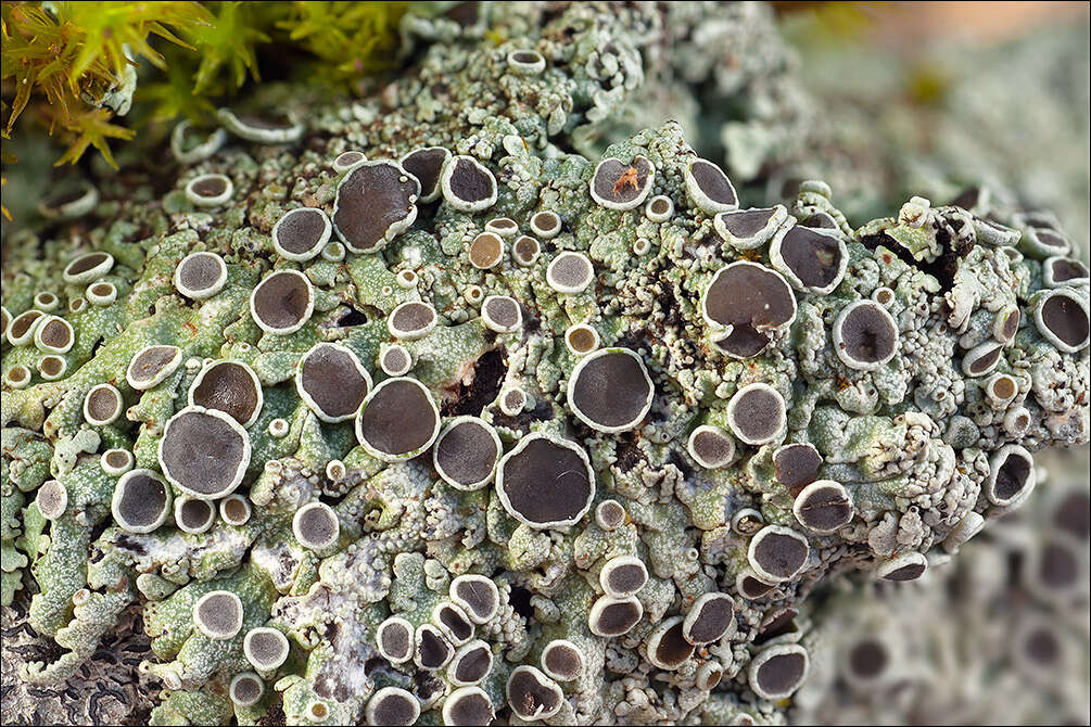 Image of rosette lichen