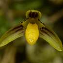 Image of Bulbophyllum tenuifolium (Blume) Lindl.