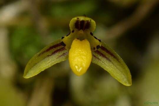 Imagem de Bulbophyllum tenuifolium (Blume) Lindl.
