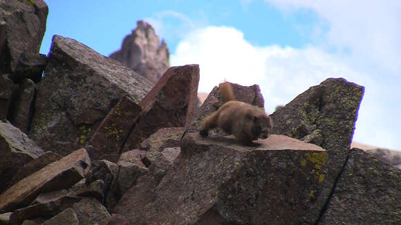 Image of Marmota subgen. Petromarmota Steppan et al. 1999