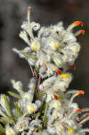 Image of Grevillea uncinulata Diels ex Diels & Pritz.
