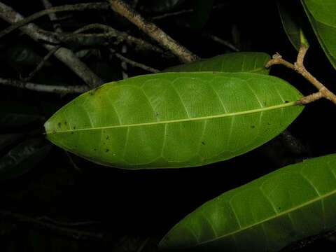 Image of Maquira guianensis Aubl.