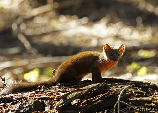 Image of American Marten