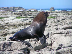 Image of Antipodean Fur Seal